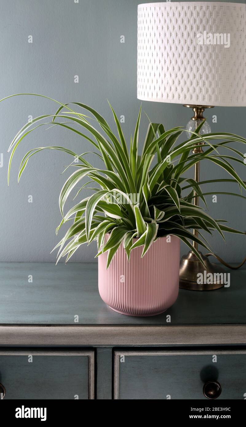 albo variegata Monstera Albo Variegata Plant  HappiestPlants