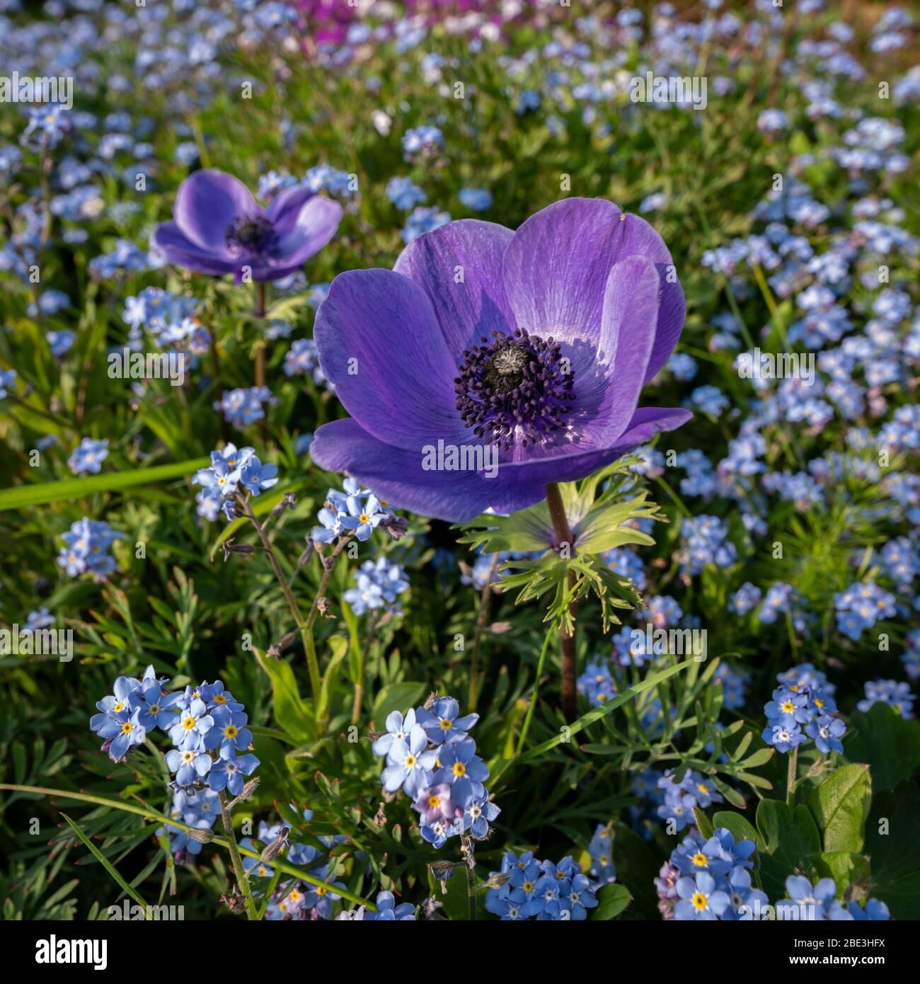 Eine einzige violett blaue Blume der Anemone (Windblume) De Caen Sorte in einem Bett von Vergissmeinnicht. Stockfoto