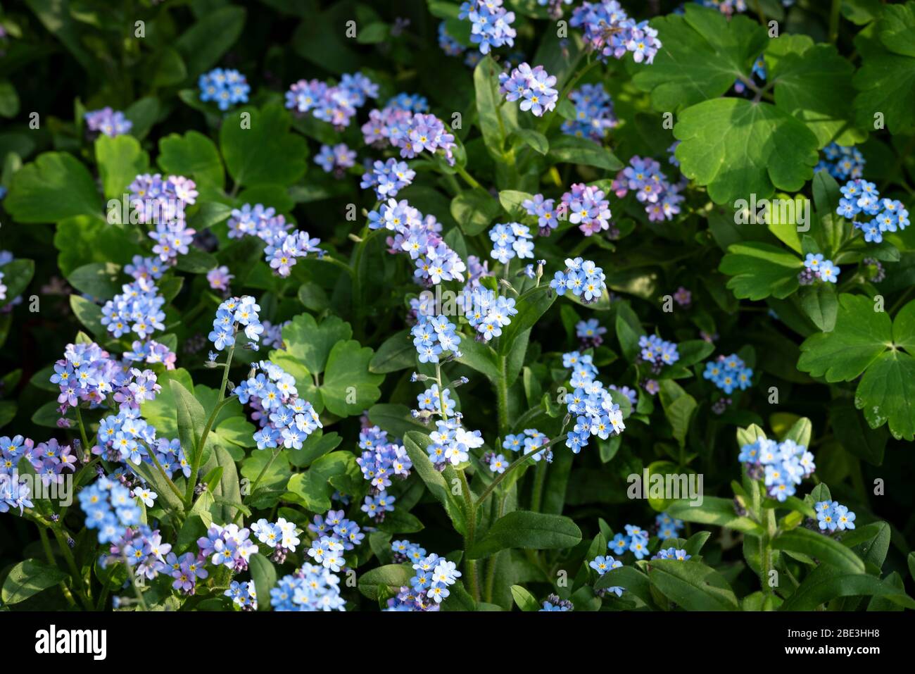 Eine europäische Vergissmeinnicht-Blume (Myosotis sylvatica), manchmal auch als Holz oder Wald Vergissmeinnicht in einem Gartenblumenbett bekannt. Stockfoto