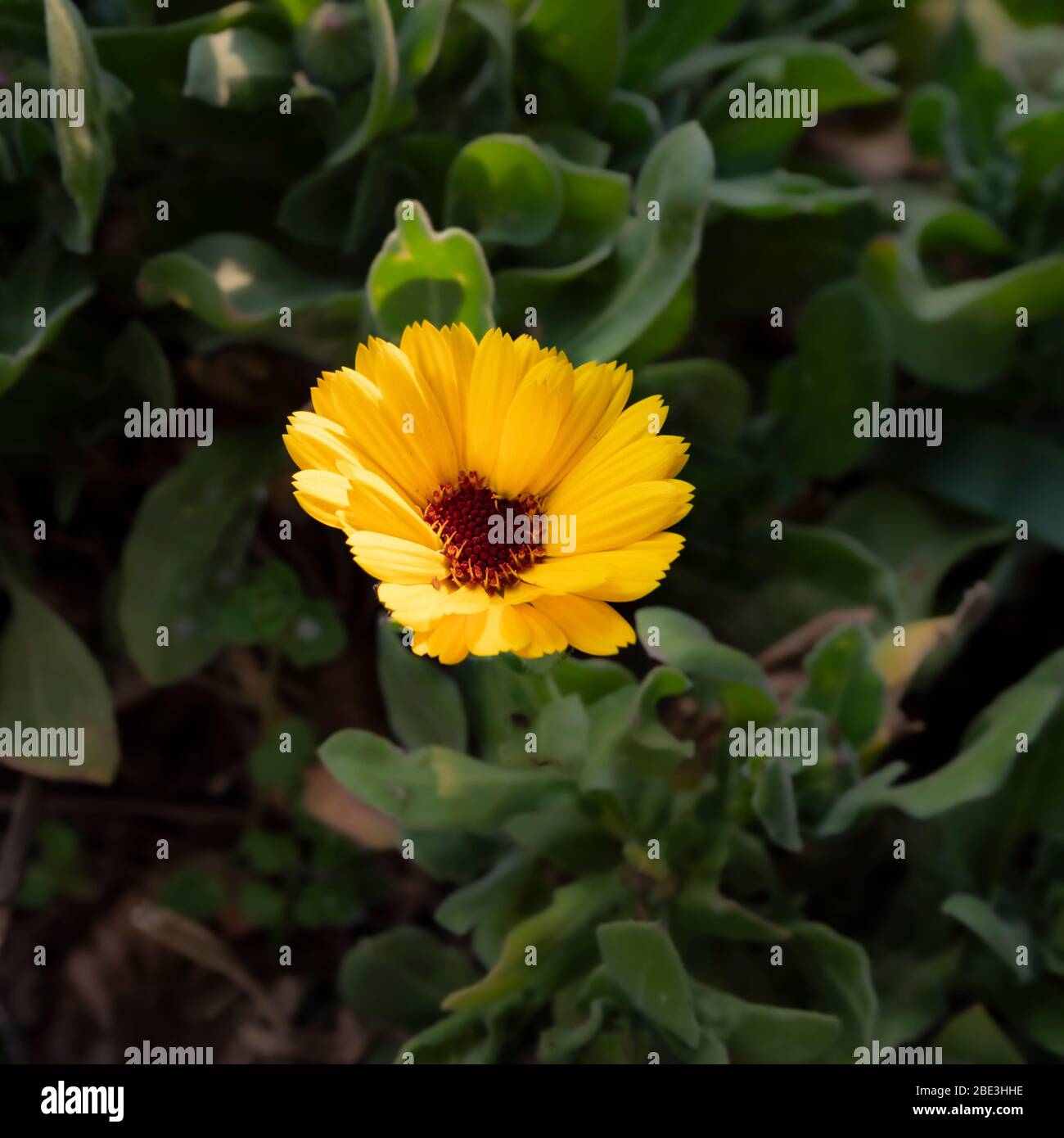 Eine einzelne gelbe Pot-Ringelblume (Calendula officinalis). Stockfoto