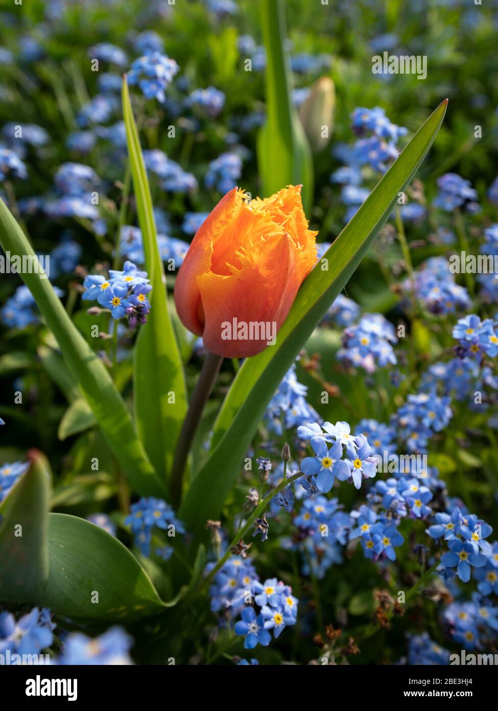 Eine orange-gelbe, umsäumte Hybride Tulpe, früh Single, in einem Bett aus Vergissmeinnicht. Stockfoto