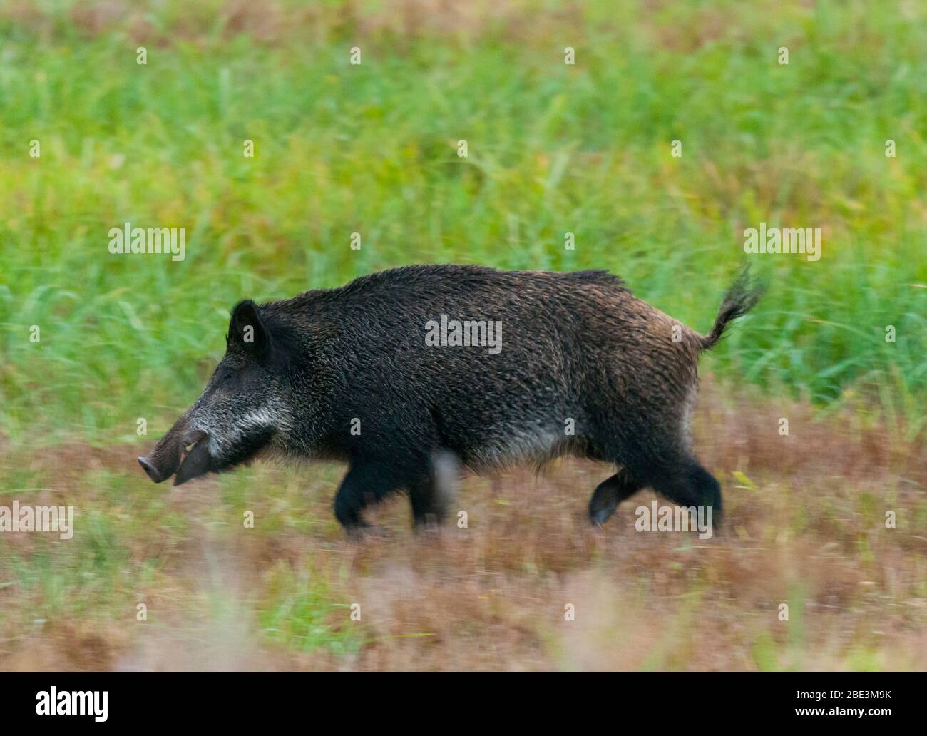Wie Heißt Das Männliche Wildschwein www.alamy.de