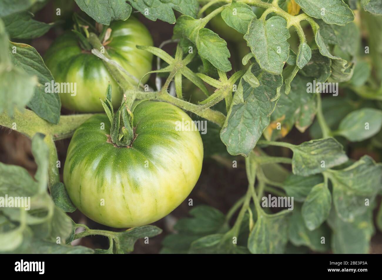 Bio-Tomaten wachsen im Garten zu Hause. Stockfoto