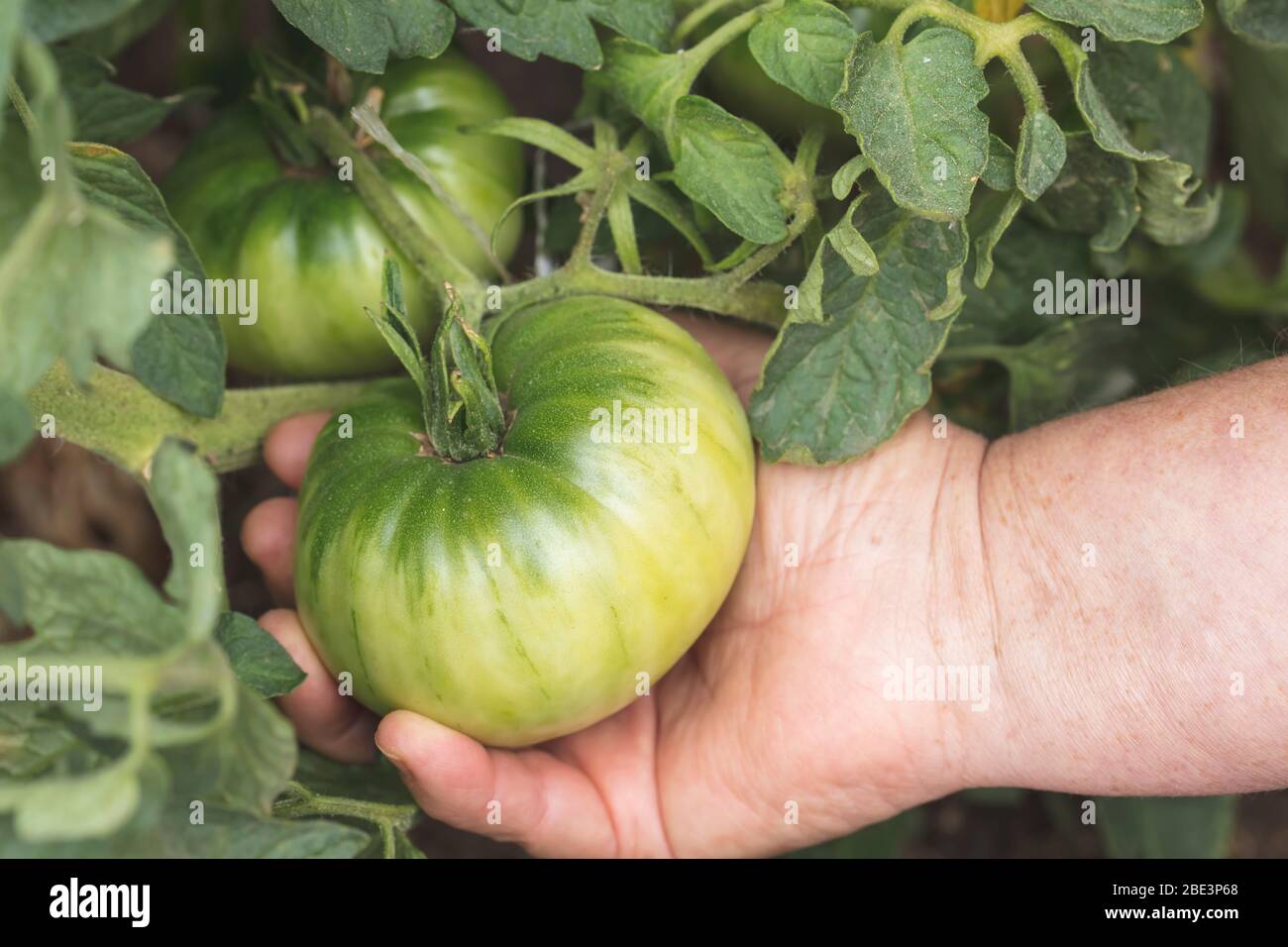 Bio-Tomaten wachsen im Garten zu Hause. Stockfoto