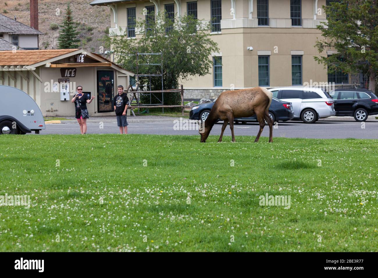 YELLOWSTONE NATIONALPARK, USA - Juli 14 2014: Ein Kuhelch grast, während Touristen im Mammoth Village im Yellowstone Nationalpark, Wyomin fotografieren Stockfoto