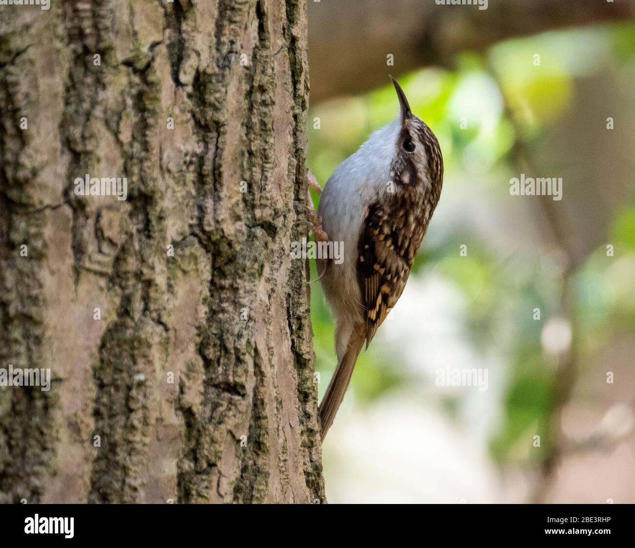 Baumläufer (Certhia familiaris) am Baumstamm im Wald West Lothian, Schottland. Stockfoto