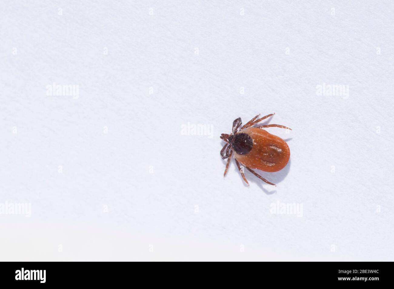 Frankreich, Loiret (45), Zeckenweibchen (Ixodes ricinus), weit verbreitete Spezies in Frankreich, Vektor der Borreliose-Borreliose Übertragung Stockfoto