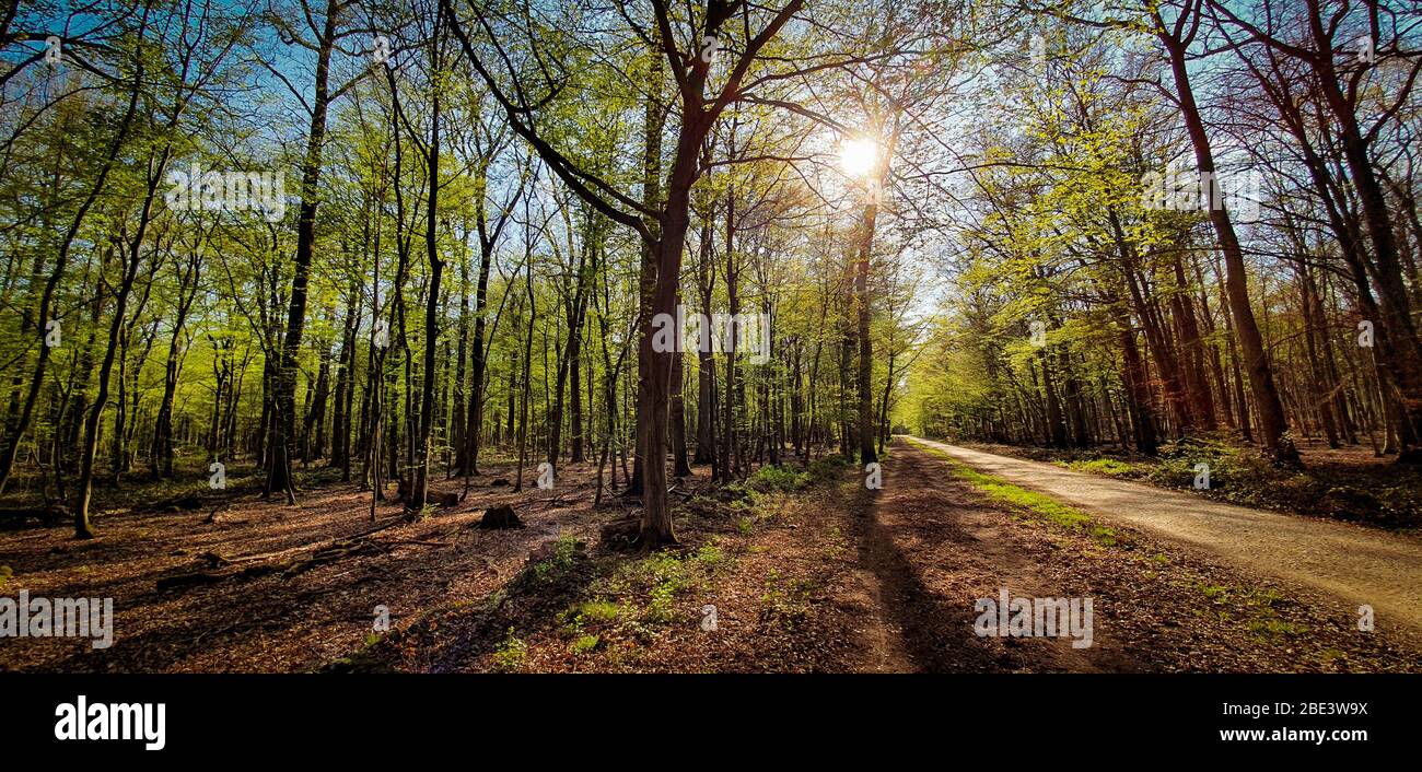 Schöner grüner Wald mit durchscheinender Sonne. Waldweg zum Wandern und Radfahren. Kottenforst, Deutschland. Stockfoto