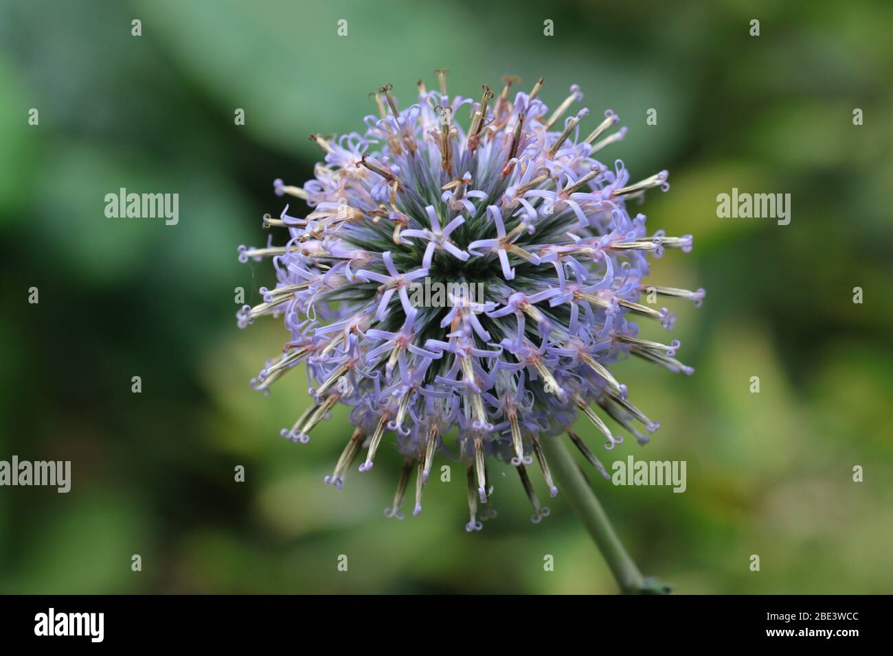Echinops ist eine Gattung von etwa 120 Arten von blühenden Pflanzen in der Familie der Gänseblümchen Asteraceae, allgemein bekannt als Globendistel. Stockfoto