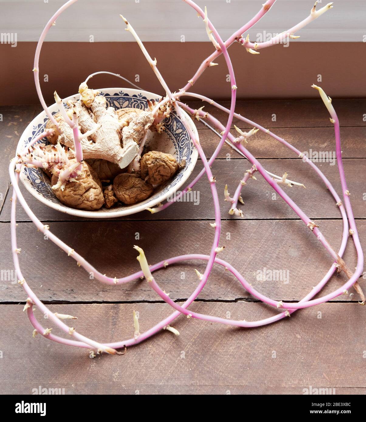 Schüssel mit geschrumpften Kartoffeln und Ingwer, die lange rosa Triebe wachsen Stockfoto