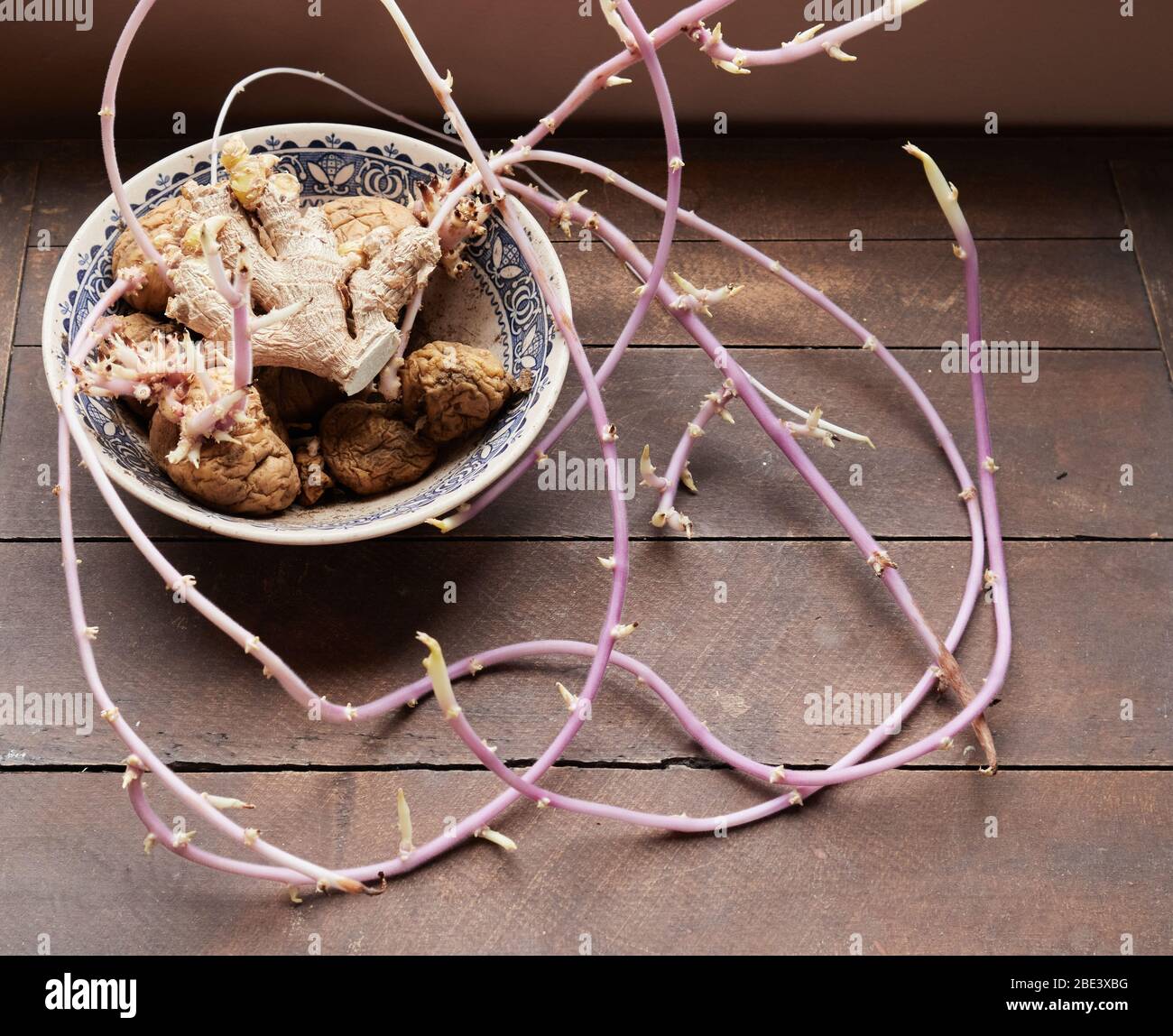 Schüssel mit geschrumpften Kartoffeln und Ingwer, die lange rosa Triebe wachsen Stockfoto