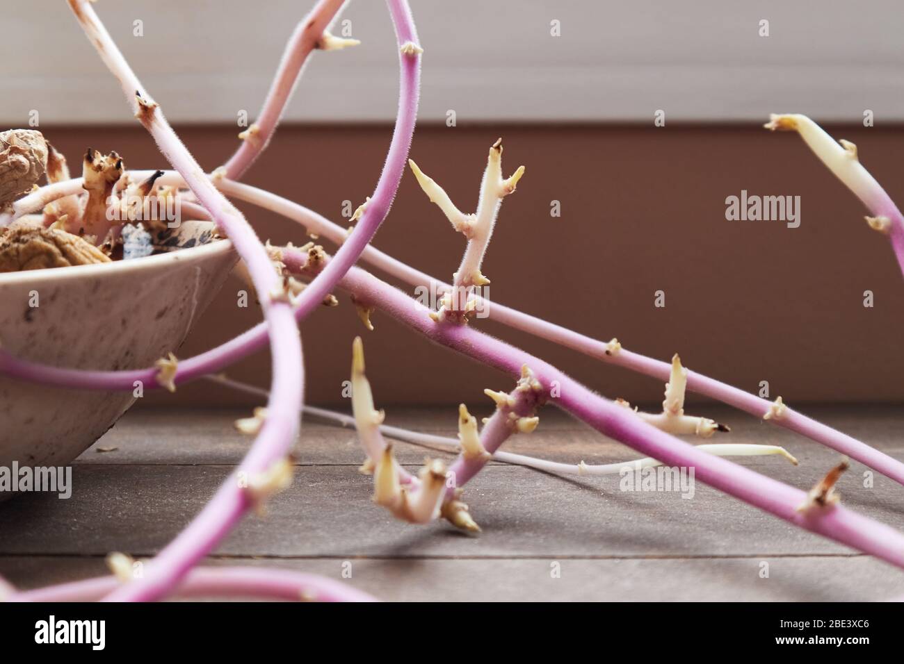 Schüssel mit geschrumpften Kartoffeln und Ingwer, die lange rosa Triebe wachsen Stockfoto