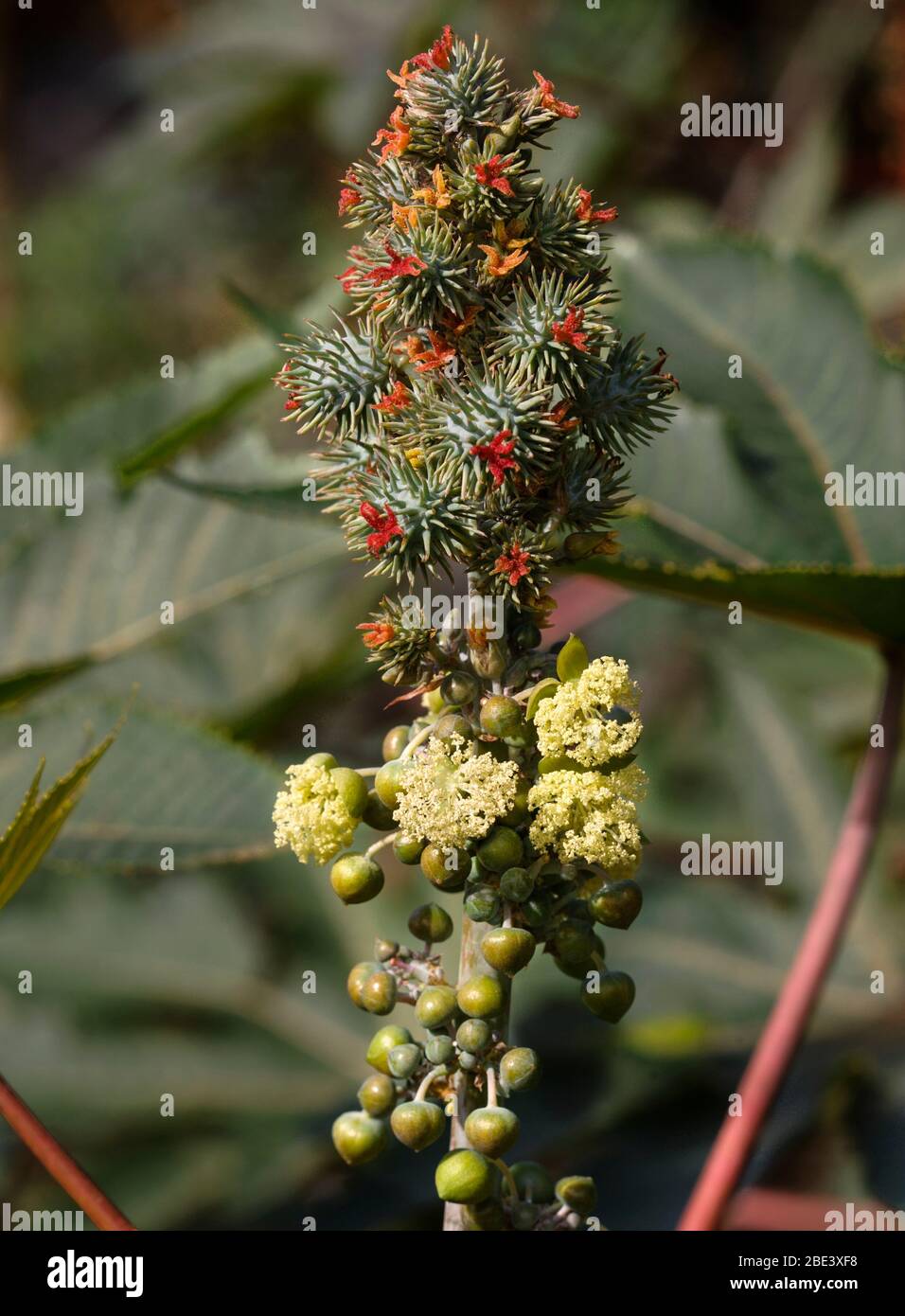 Ricinus communis, Blütenstand Stockfoto