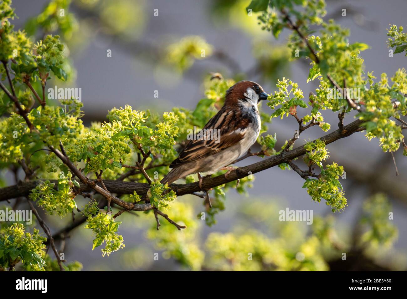 Haussperling (Passer domesticus) auf einem montpellier-Ahorn (Acer monspessulanum), Frastanz, Vorarlberg, Österreich Stockfoto