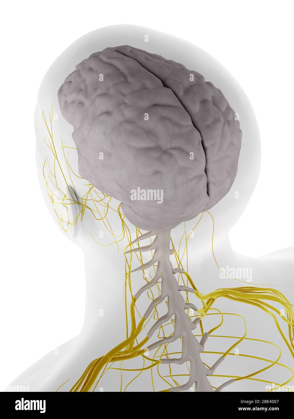 Dura mater des Gehirns, Illustration. Stockfoto