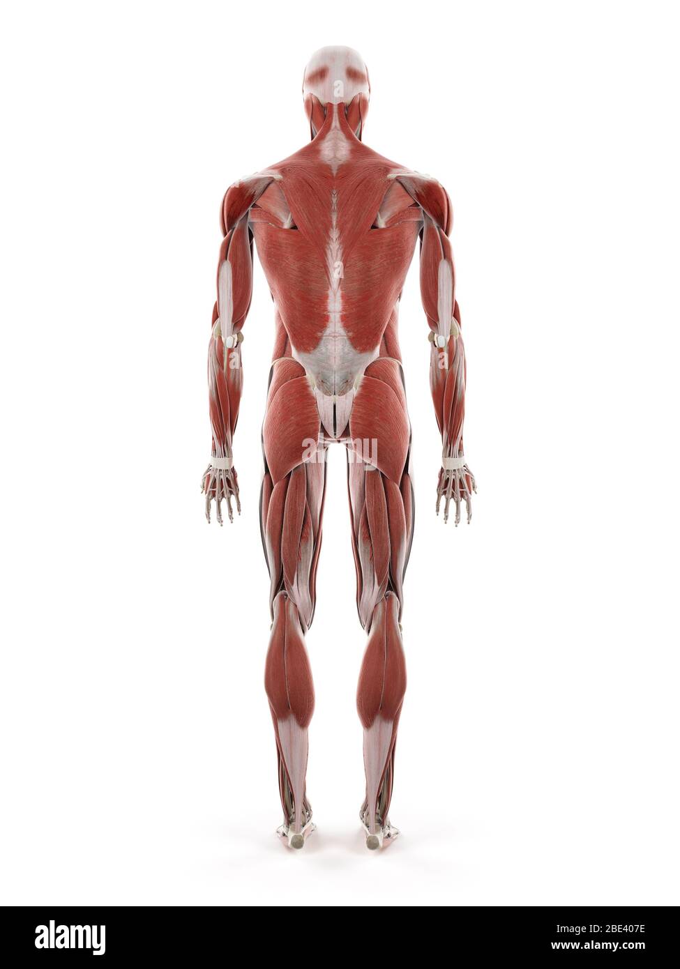 Menschliches Muskelsystem, Illustration. Stockfoto