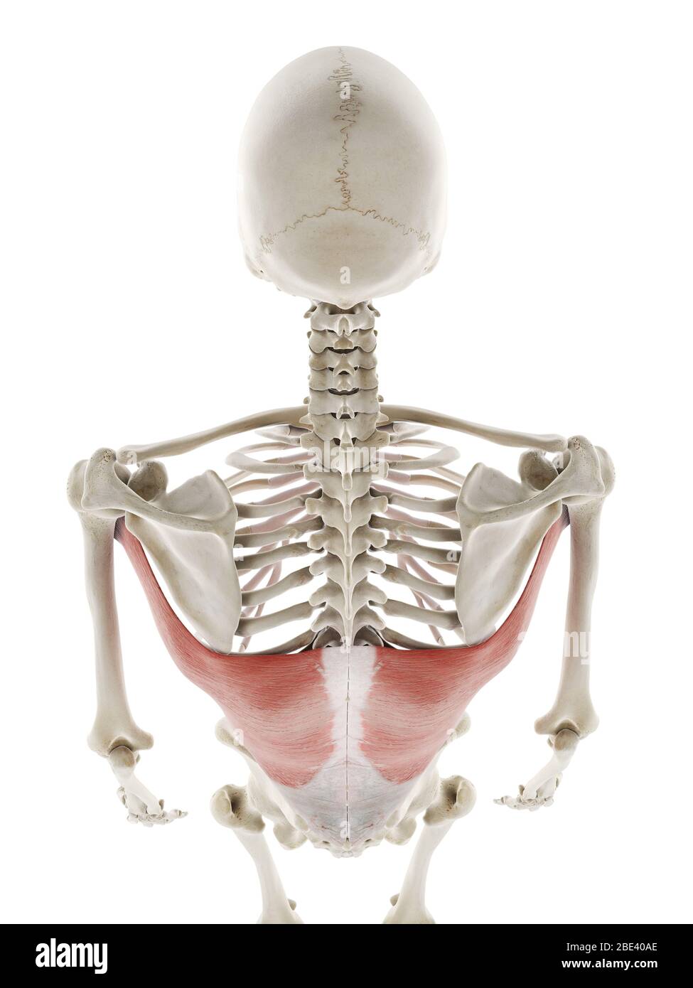 Musculus latissimus dorsi, Abbildung Stockfotografie Alamy