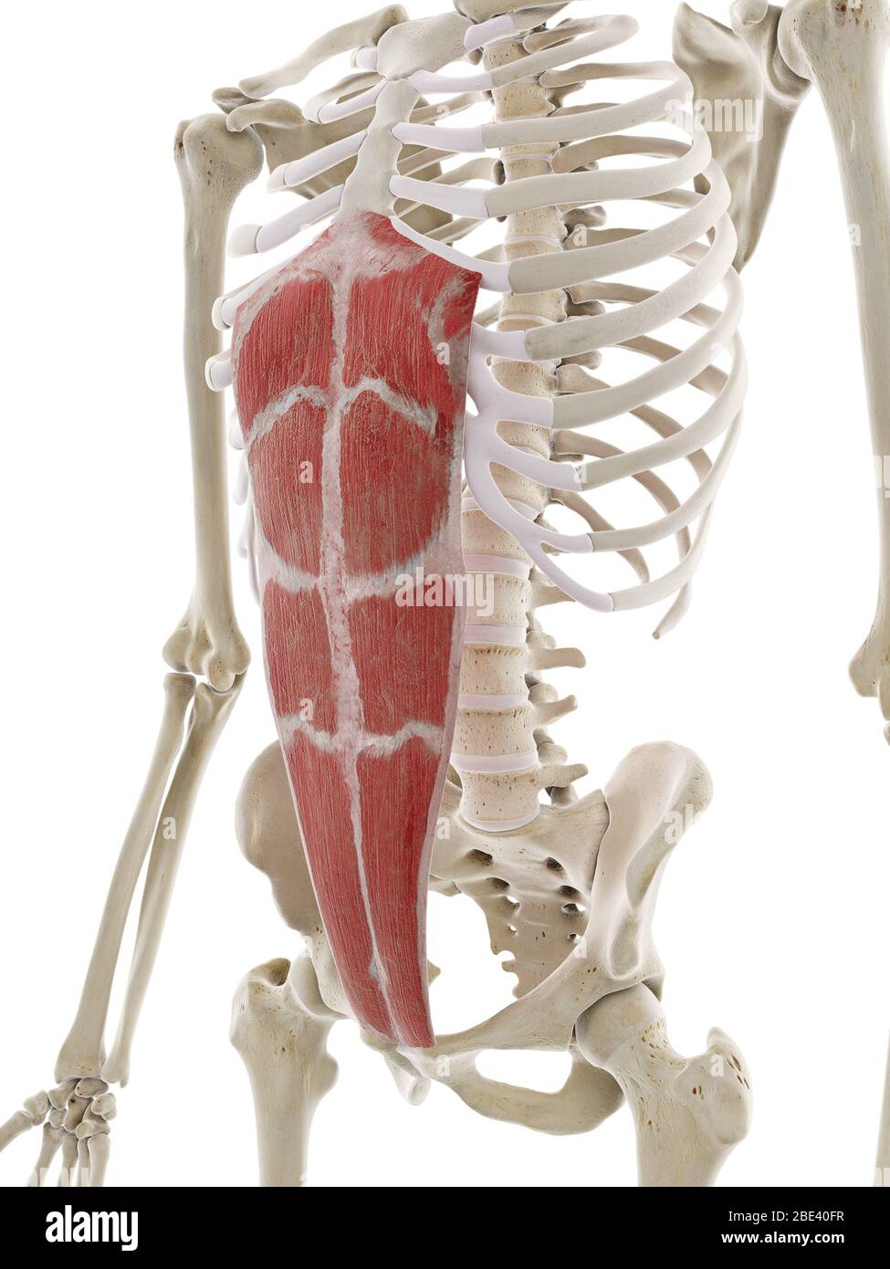 Musculus rectus abdominis, Abbildung. Stockfoto