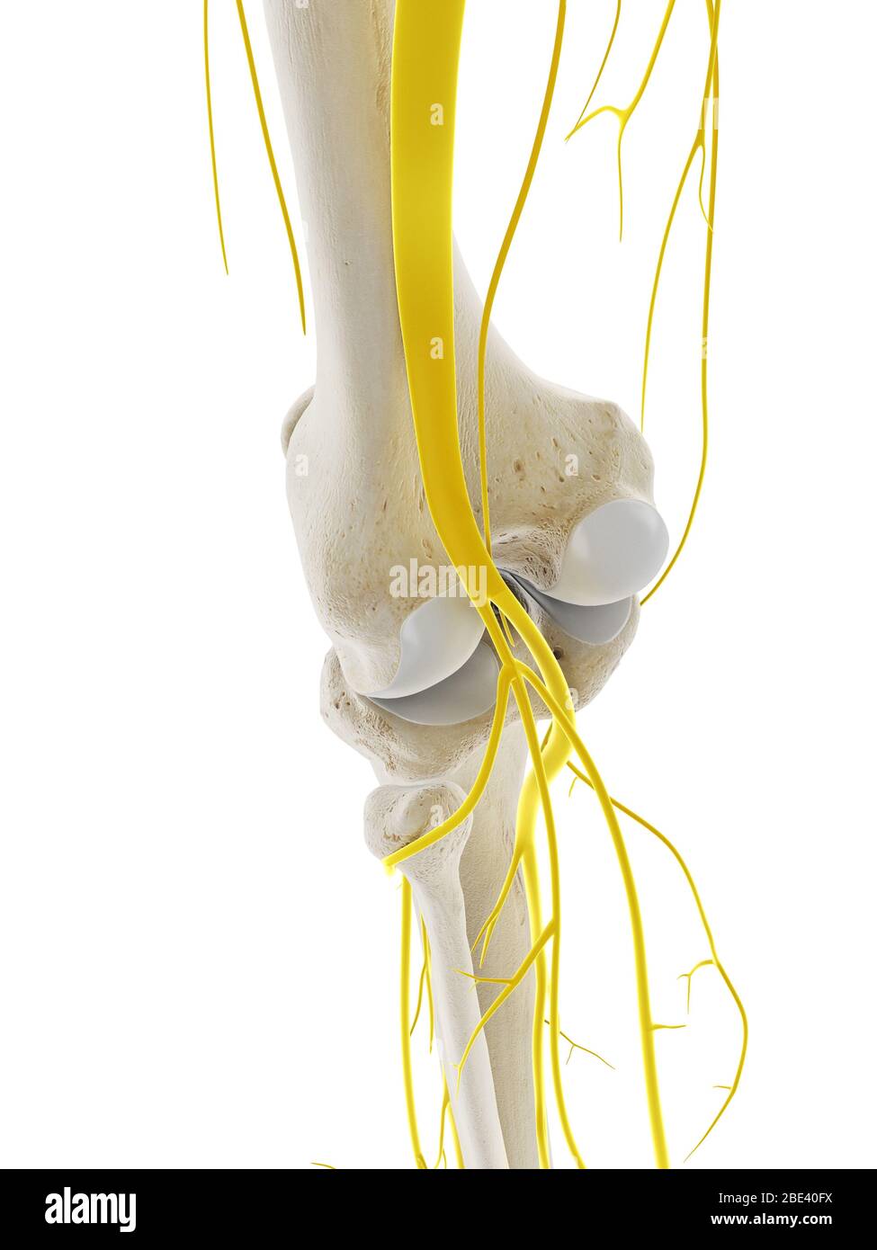 Nerven des Knies, Illustration. Stockfoto