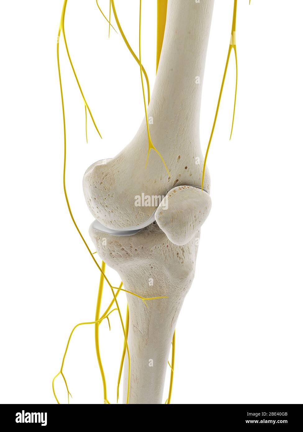 Nerven des Knies, Illustration. Stockfoto