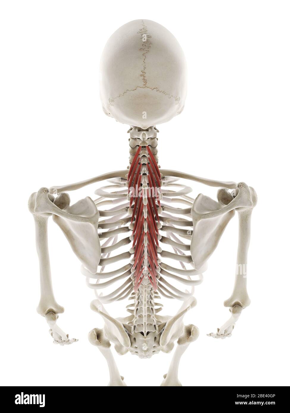 Musculus semispinalis thoracis, Abbildung. Stockfoto