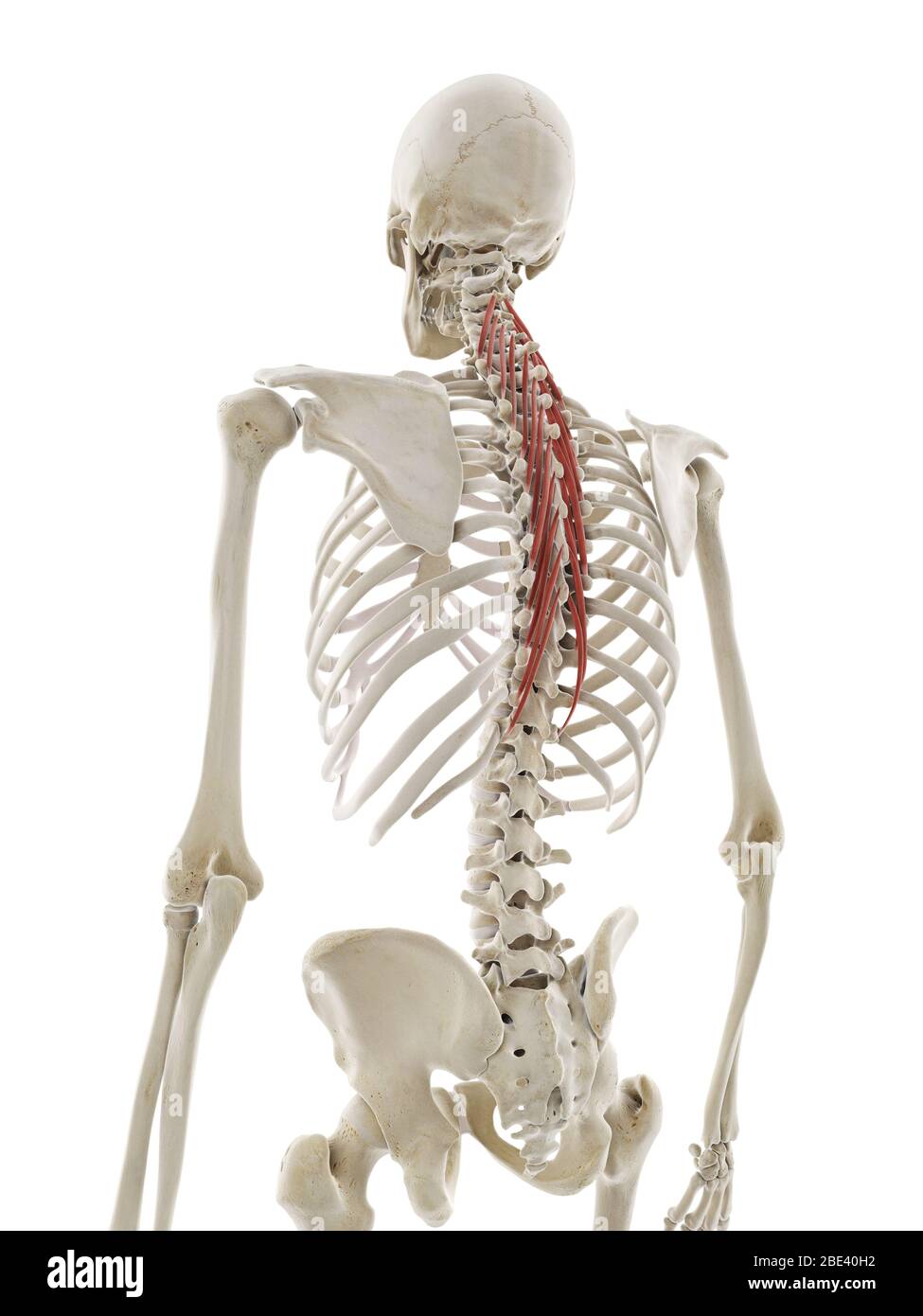 Musculus semispinalis thoracis, Abbildung. Stockfoto