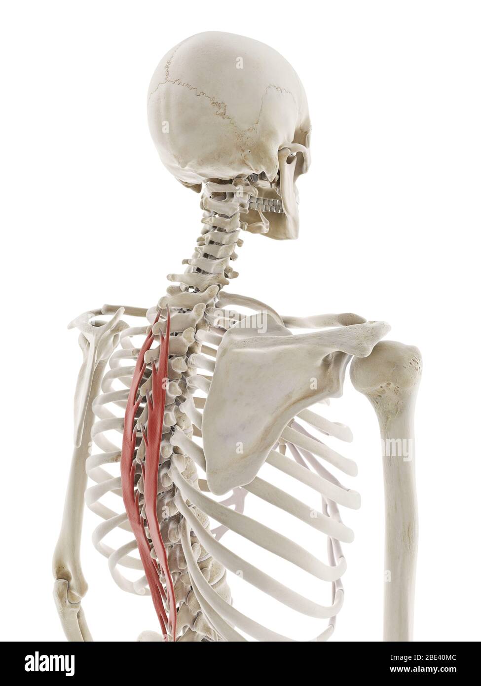 Musculus Spinalis thoracis, Abbildung Stockfotografie Alamy
