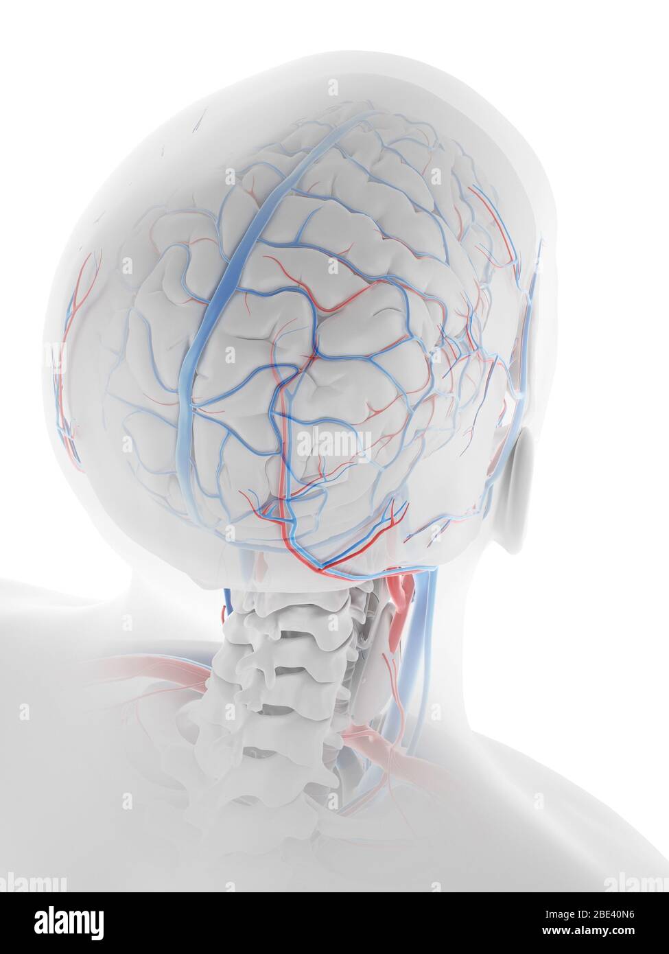 AnatomyARt Collection – 4 Anatomische Poster Mit Augmented Reality, 50x70 Cm, Gehirn & Schädel