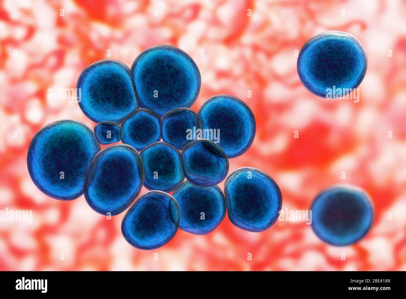 Ureaplasma urealyticum Bakterien, Computer-Illustration. U. Urealyticum sind kleine polymorphe Bakterien ohne Zellwand. Sie können sexuell übertragbare Urethritis und bakterielle Vaginose verursachen und sind auch mit Unfruchtbarkeit verbunden. Stockfoto