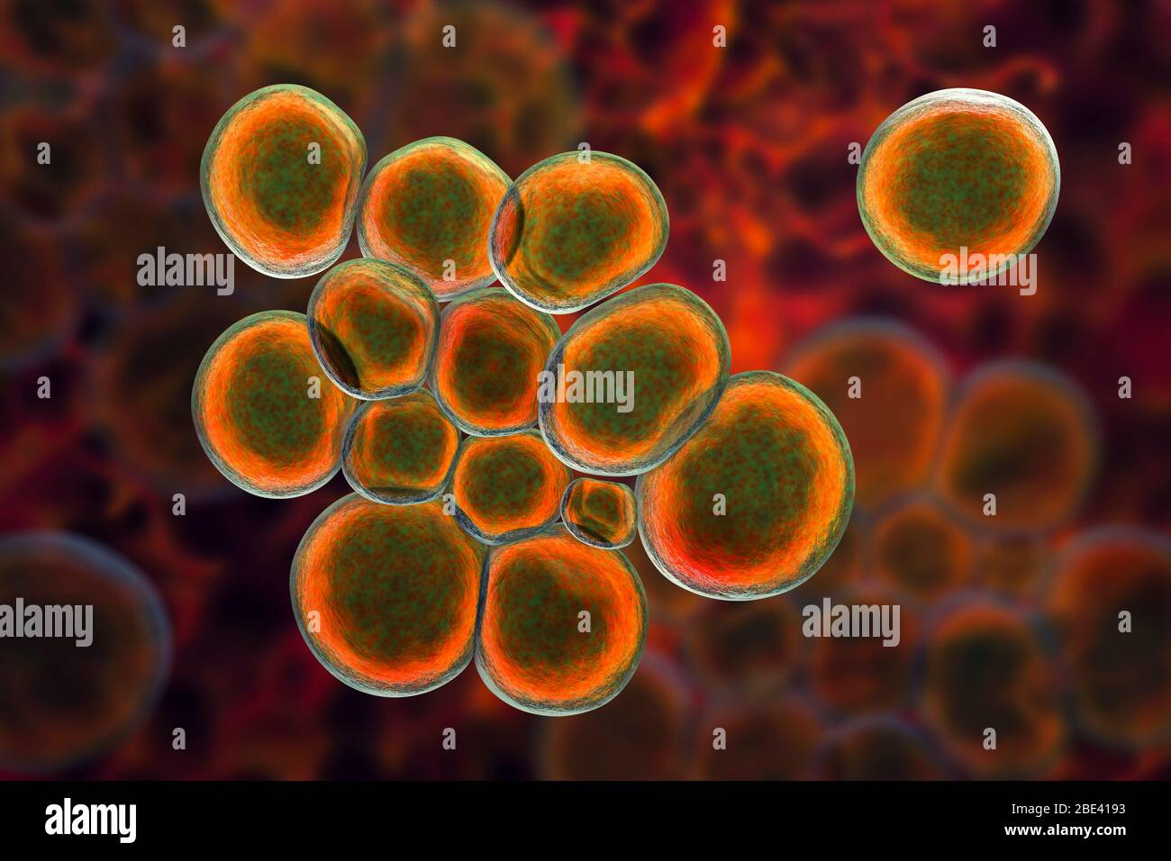 Ureaplasma urealyticum Bakterien, Computer-Illustration. U. Urealyticum sind kleine polymorphe Bakterien ohne Zellwand. Sie können sexuell übertragbare Urethritis und bakterielle Vaginose verursachen und sind auch mit Unfruchtbarkeit verbunden. Stockfoto