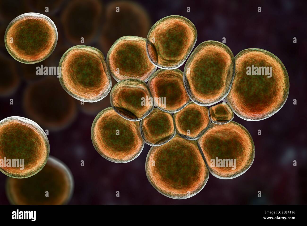 Ureaplasma urealyticum Bakterien, Computer-Illustration. U. Urealyticum sind kleine polymorphe Bakterien ohne Zellwand. Sie können sexuell übertragbare Urethritis und bakterielle Vaginose verursachen und sind auch mit Unfruchtbarkeit verbunden. Stockfoto