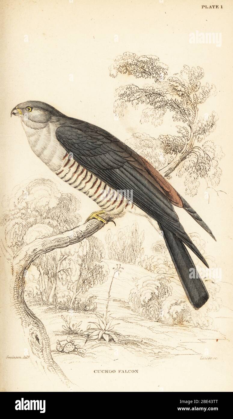 Afrikanische Kuckucksuke oder Kuckucksukke, Aviceda cuculoides. Handkolorierter Stahlstich von William Lizars nach einer Illustration von William John Swainson aus seinen Vögeln Westafrikas in Sir William Jardines Naturalist’s Library: Ornithology, Lizars, Edinburgh, 1837. Stockfoto