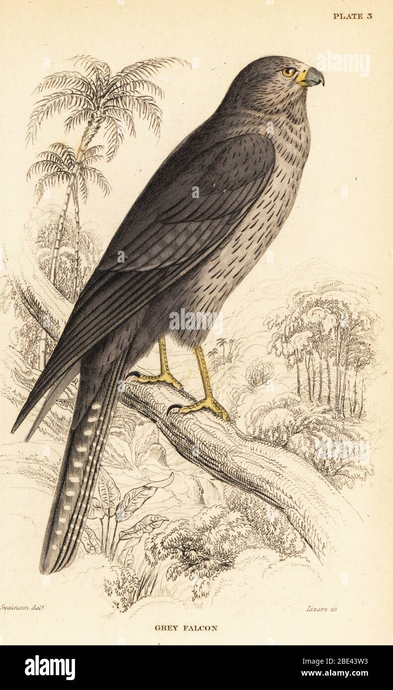 Rußiger Falke, Falco verfärbt. Handkolorierter Stahlstich von William Lizars nach einer Illustration von William John Swainson aus seinen Vögeln Westafrikas in Sir William Jardines Naturalist’s Library: Ornithology, Lizars, Edinburgh, 1837. Stockfoto