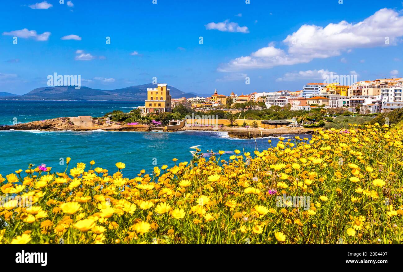 Mediterrane Küste in Alghero, Sardinien, Italien. Im Vordergrund die malerischen gelben Frühlingsblumen, im Hintergrund die Gebäude der Altstadt von Alghero Stockfoto