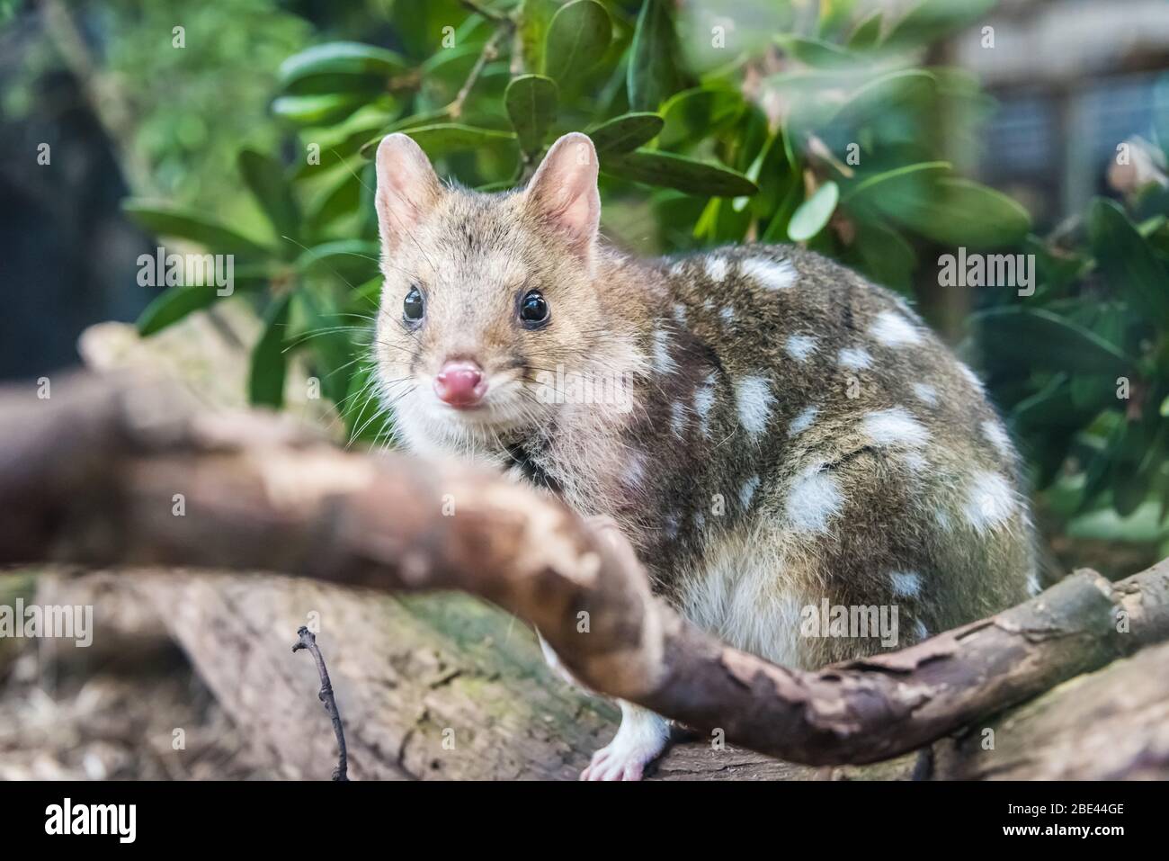 Der bedrohte Fleckschwanz quoll in einem Zuchtprogramm im Tasmanian Devil Sanctuary am Cradle Mountain, Tasmanien, Australien Stockfoto