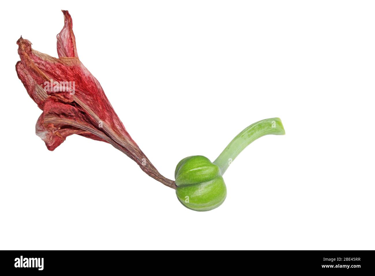 Amaryllis illustration -Fotos und -Bildmaterial in hoher Auflsung  Alamy