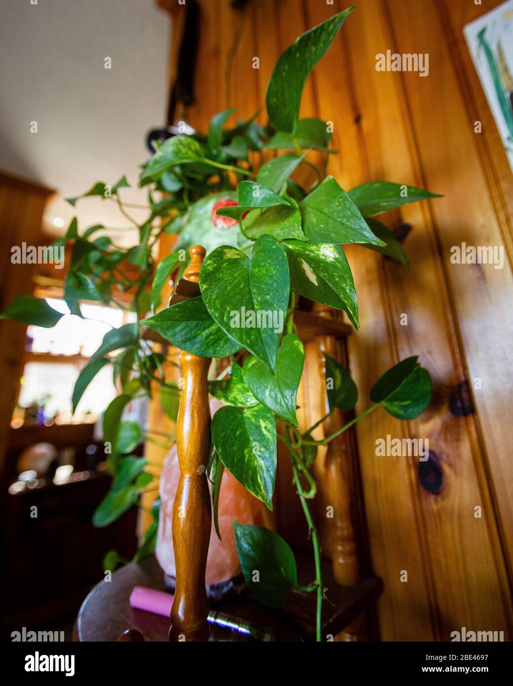 Schöne Holzwand mit grünen Zimmerpflanzen und Bilder von grünen Zimmerpflanzen mit verschwommenem Hintergrund bedeckt Stockfoto