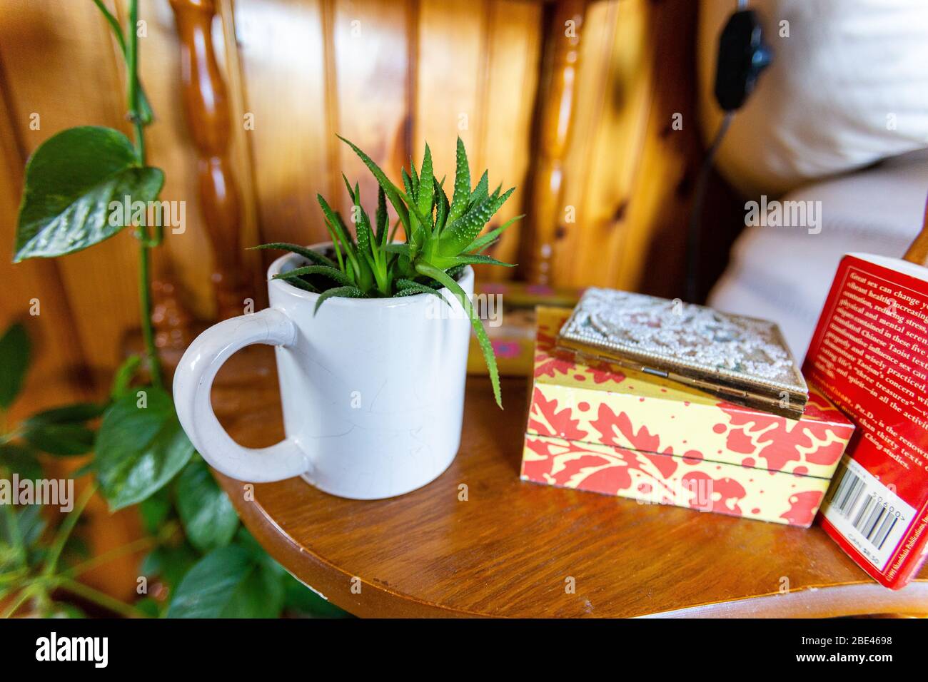 Schöne Holzwand mit grünen Zimmerpflanzen und Bilder von grünen Zimmerpflanzen bedeckt Platz auf einem Holzregal mit Schnickschnack daneben gegen ein Backdro Stockfoto