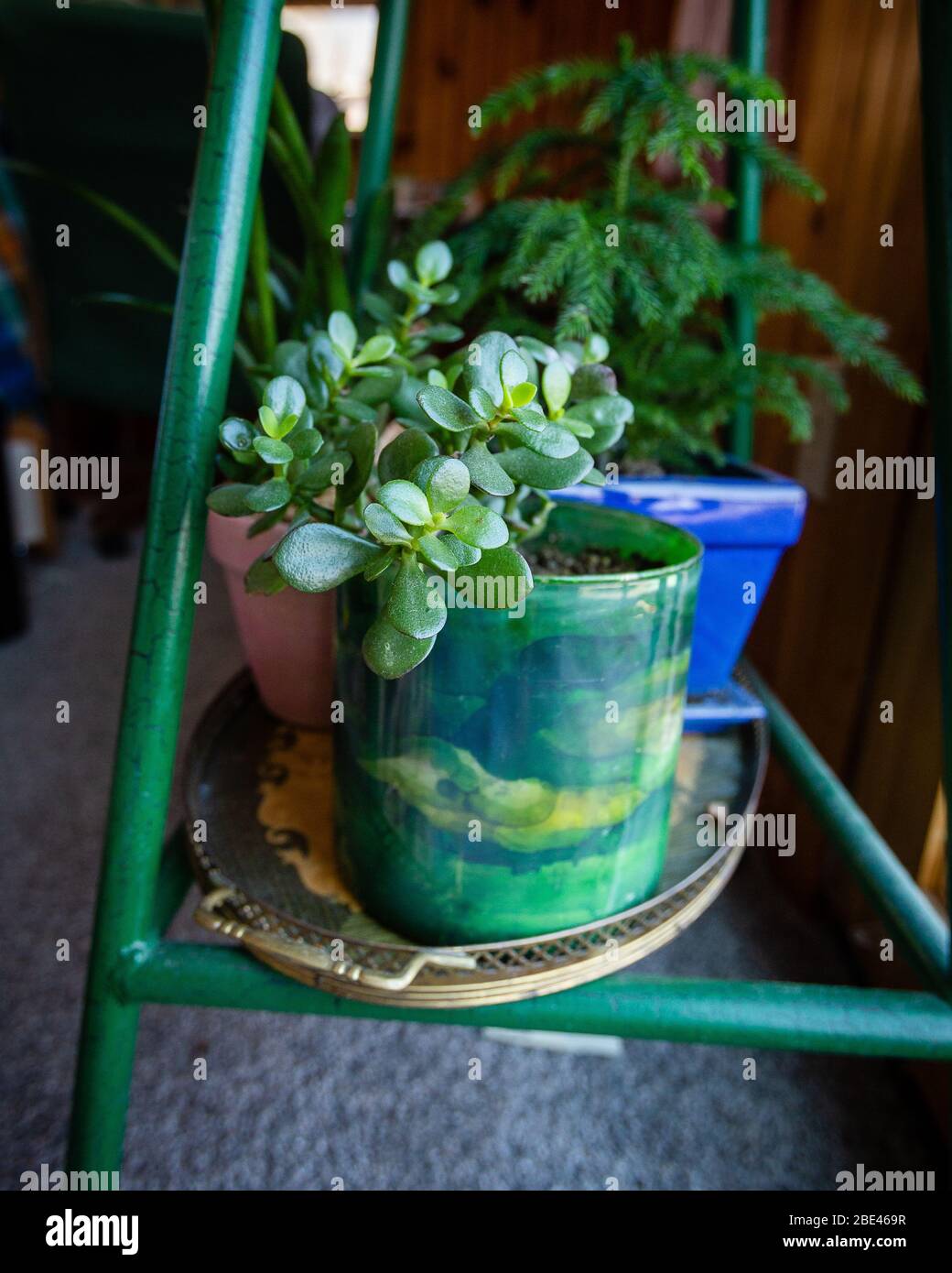 Grüne Zimmerpflanze in grün blau gelb Topf auf grünen Holzregal vor einem blauen Topf in einem Raum mit Holzwänden Stockfoto