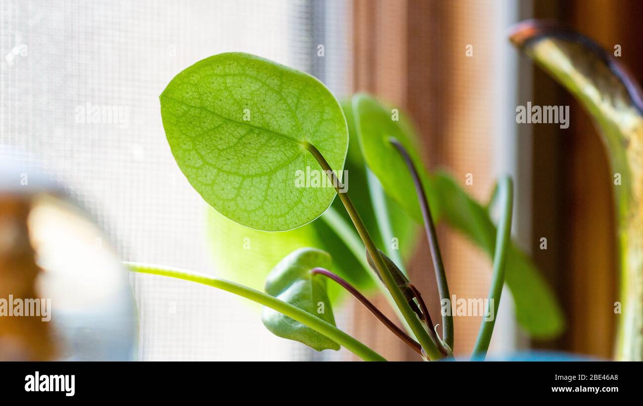 Makro Nahaufnahme der Adern des Blattes einer grünen Zimmerpflanze auf einer hölzernen Fensterbank Stockfoto