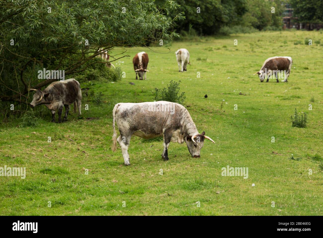Englische Longhorn Kühe grasen auf einem Feld in der Nähe des Cam River in Cambridge, England, Vereinigtes Königreich. Stockfoto