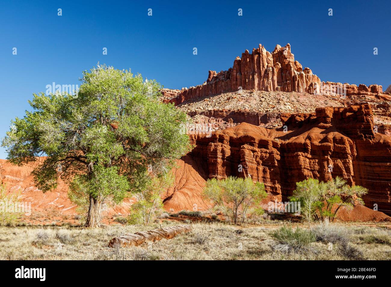 Capital Reef National Park. Baumwollholz und roter Fels Stockfoto