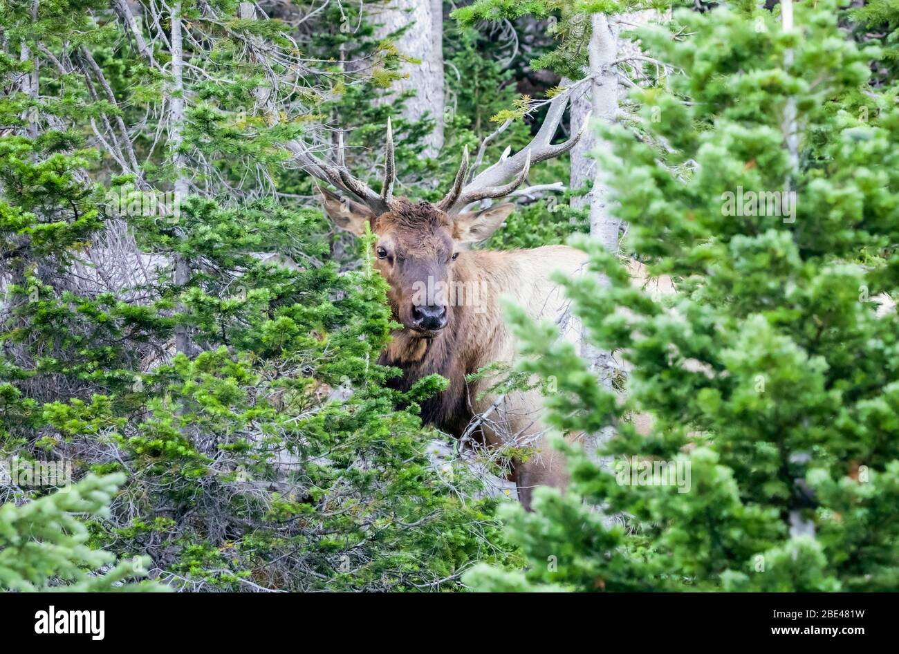 Bullenelch (Cervus canadensis) in einem üppigen Wald; Estes Park, Colorado, Vereinigte Staaten von Amerika Stockfoto