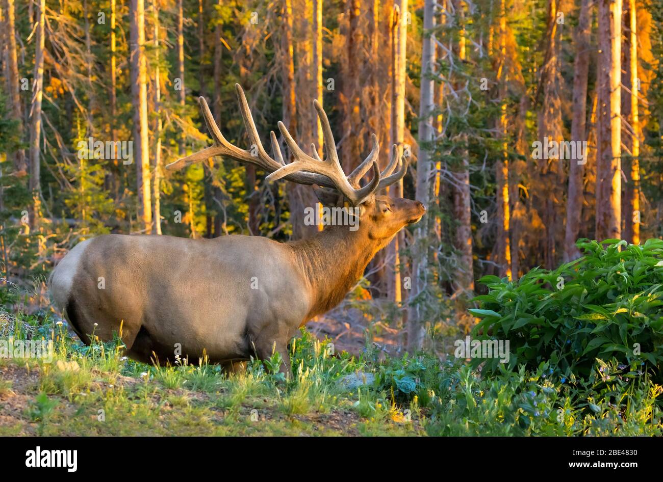 Bullenelch (Cervus canadensis) steht in einem Wald mit goldenem Sonnenlicht bei Sonnenuntergang; Estes Park, Colorado, Vereinigte Staaten von Amerika Stockfoto