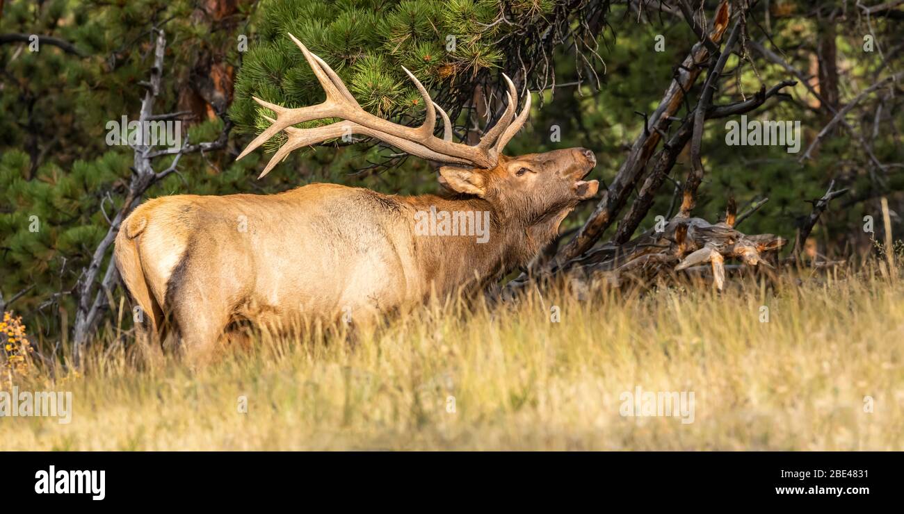 Bullenelch (Cervus canadensis), der im hohen Gras am Waldrand steht; Estes Park, Colorado, Vereinigte Staaten von Amerika Stockfoto