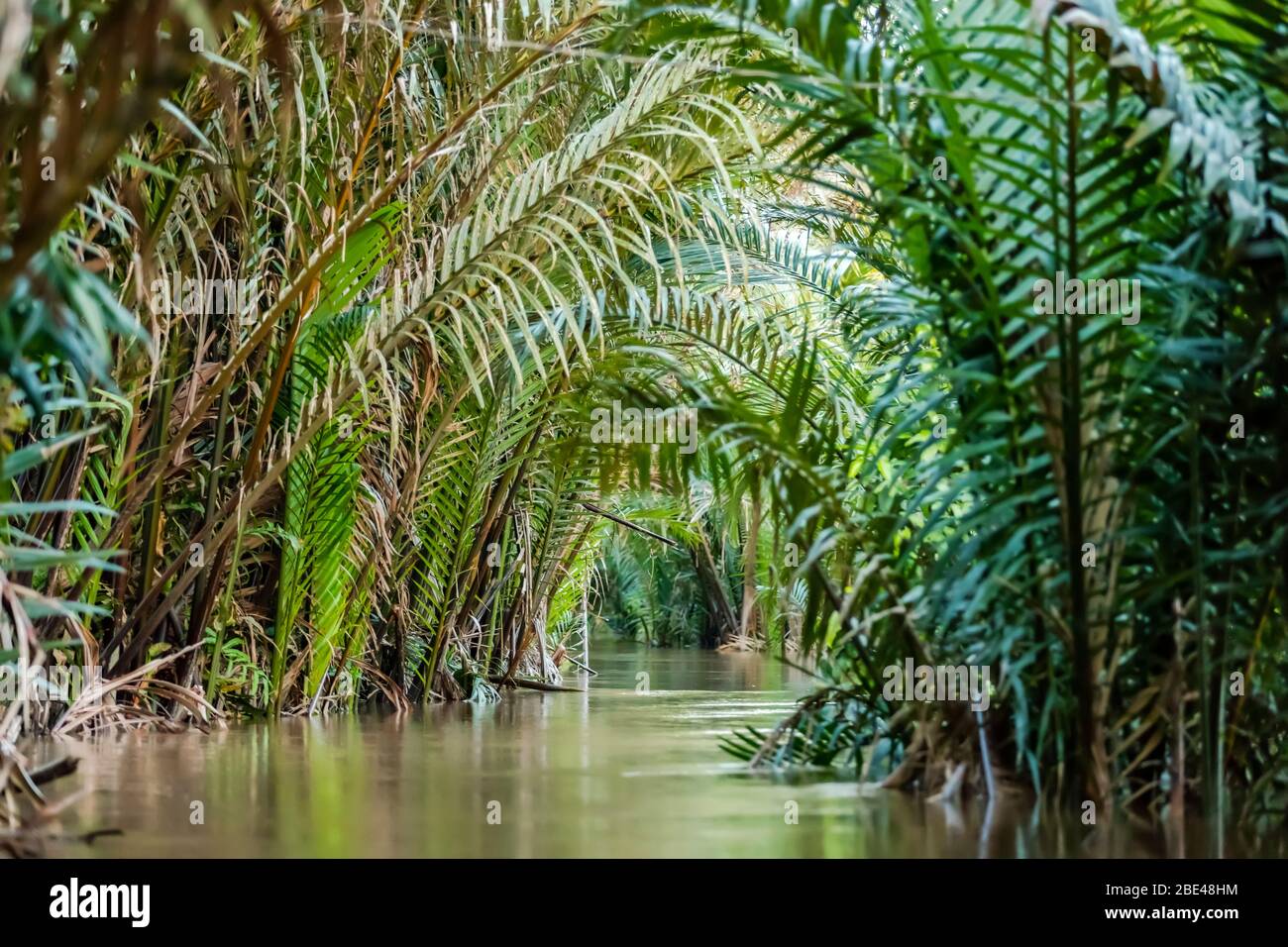 Ruhiger Mekong-Fluss mit üppigen grünen Palmenwedeln, Mekong-Flussdelta; Vietnam Stockfoto