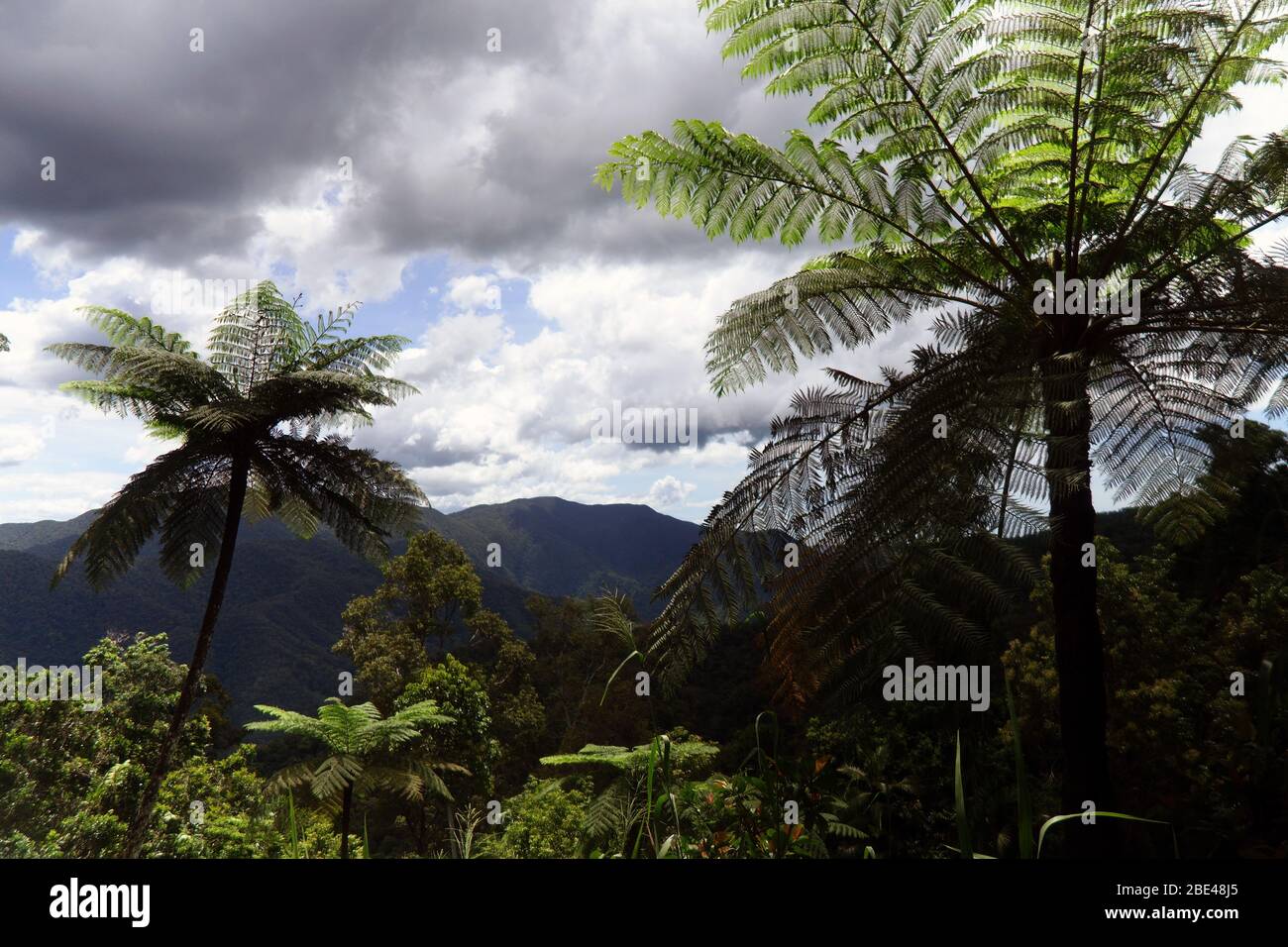 Regenwolken in der Regenzeit, die sich über der mit Regenwald bekleideten Lamb Range, Copperlode Dam Rd, Cairns, Queensland, Australien, versammeln Stockfoto