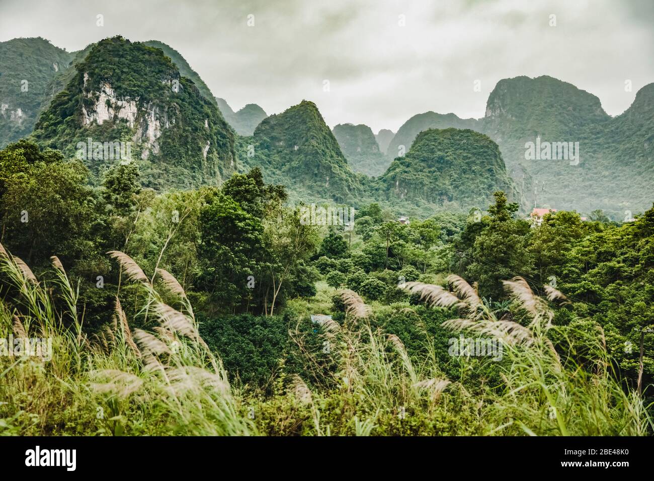 Üppiges Laub auf den Karst Kalksteinformationen; Cat Ba Island, Vietnam Stockfoto