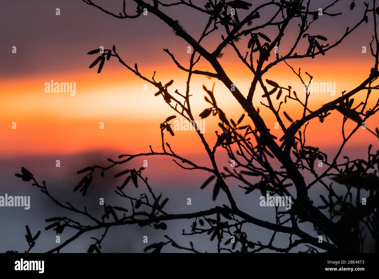 Roterle (Alnus rubra) Zweige werden bei Sonnenuntergang an der Küste von Oregon, Winema Beach; Oregon, Vereinigte Staaten von Amerika, silhouetted Stockfoto