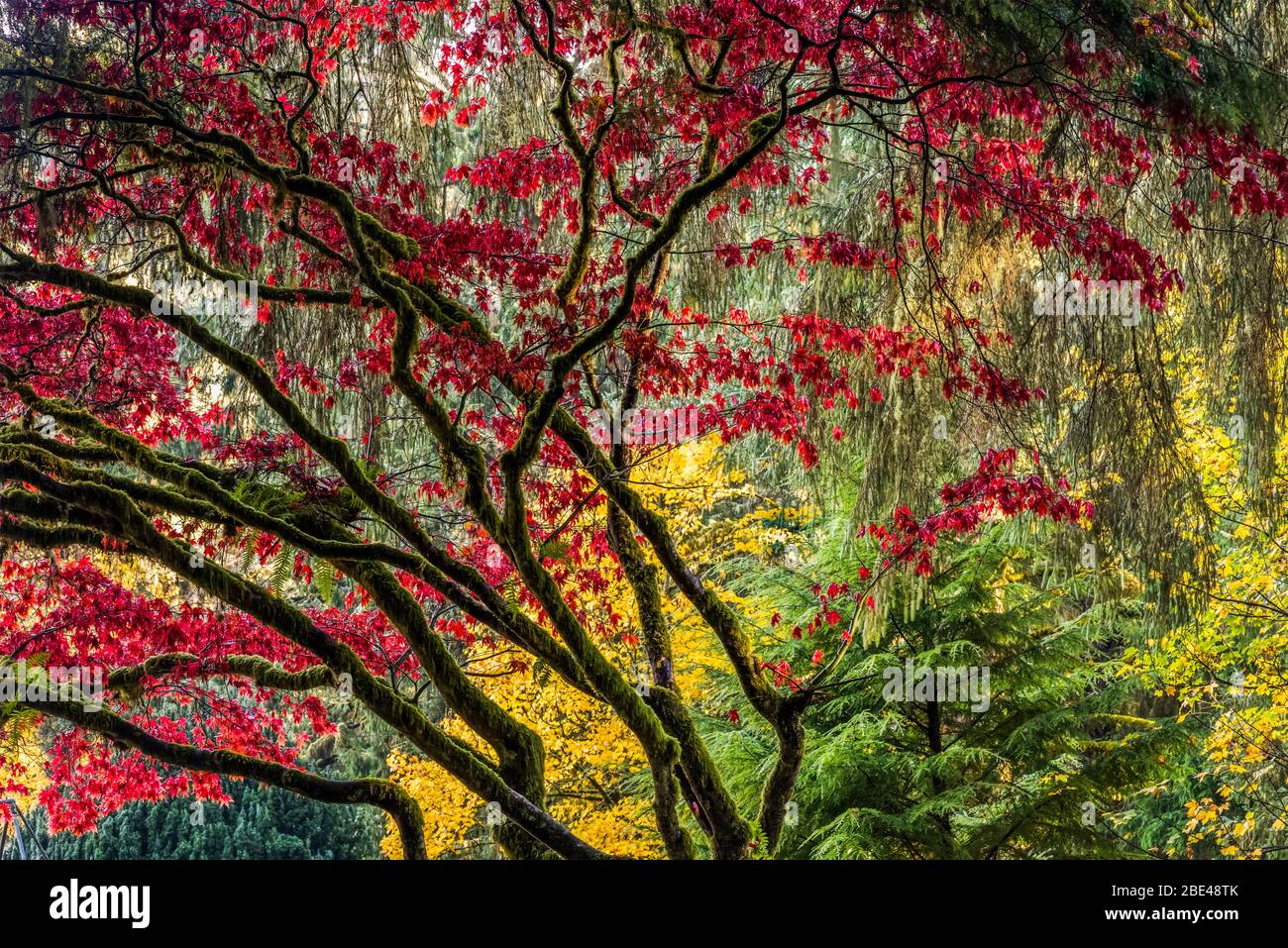 Lebhafte Herbstfarben finden sich im Shively Park; Astoria, Oregon, USA Stockfoto